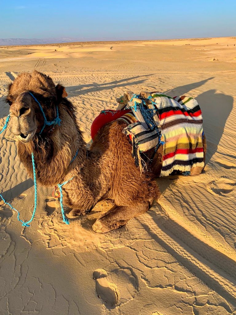 Travel Tips for Tunisia: 10 Essential Tips for Your First Visit